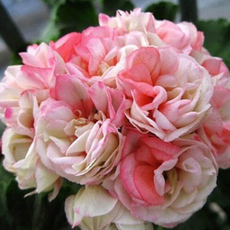 Geranium Appleblossom Rosebud 24 Pcs Seeds Etsy