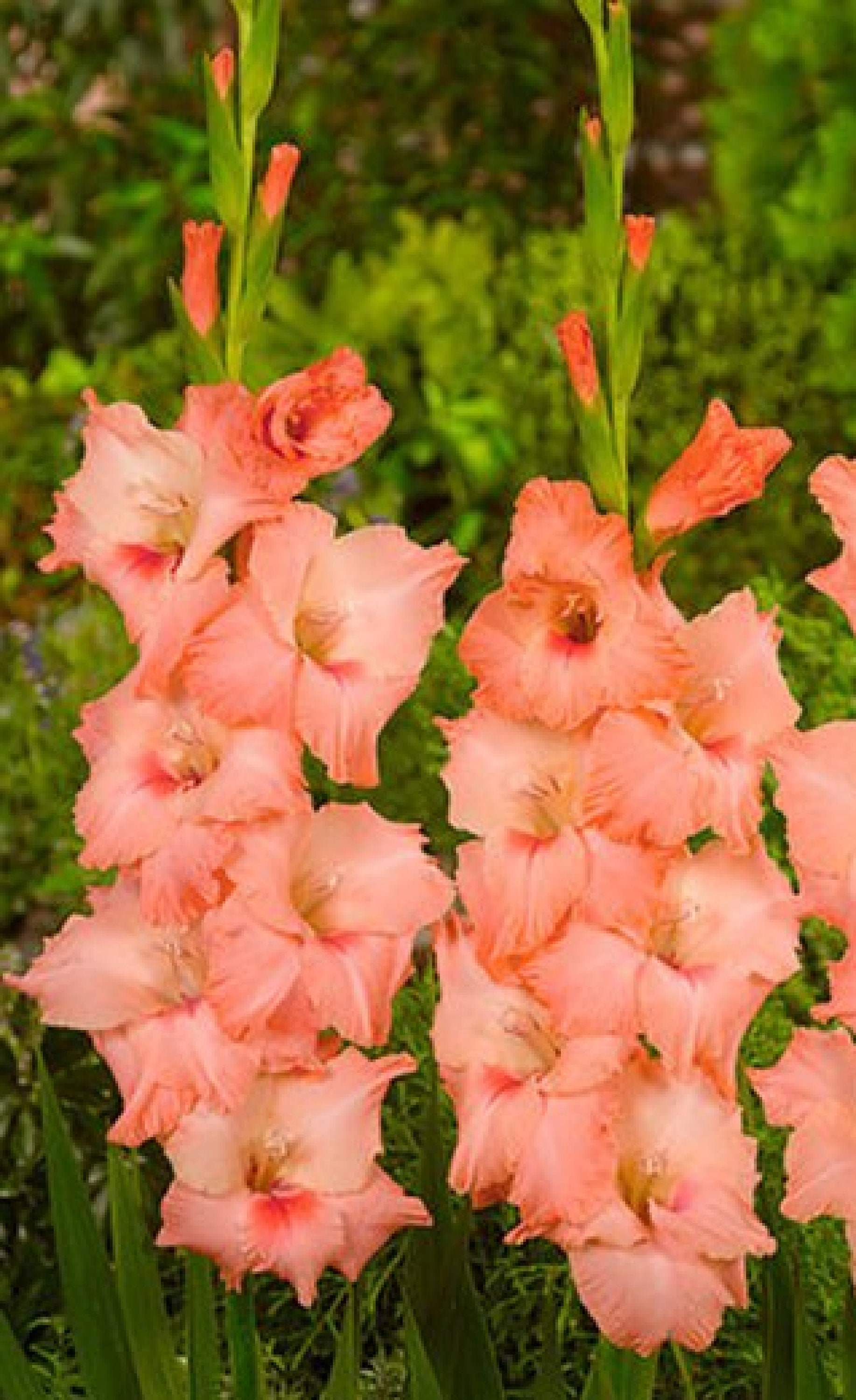 Salmon Jessica Gladiolus 20 Pcs Seeds Etsy