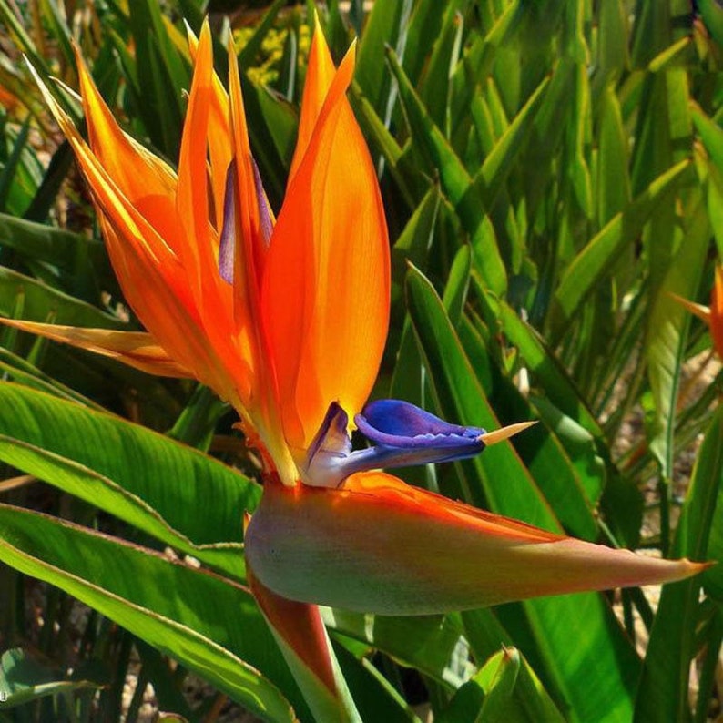 Orange Bird of Paradise Strelitzia 5 Pcs Seeds | Etsy