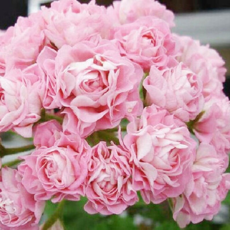 Geranium Appleblossom Rosebud 24 Pcs Seeds | Etsy