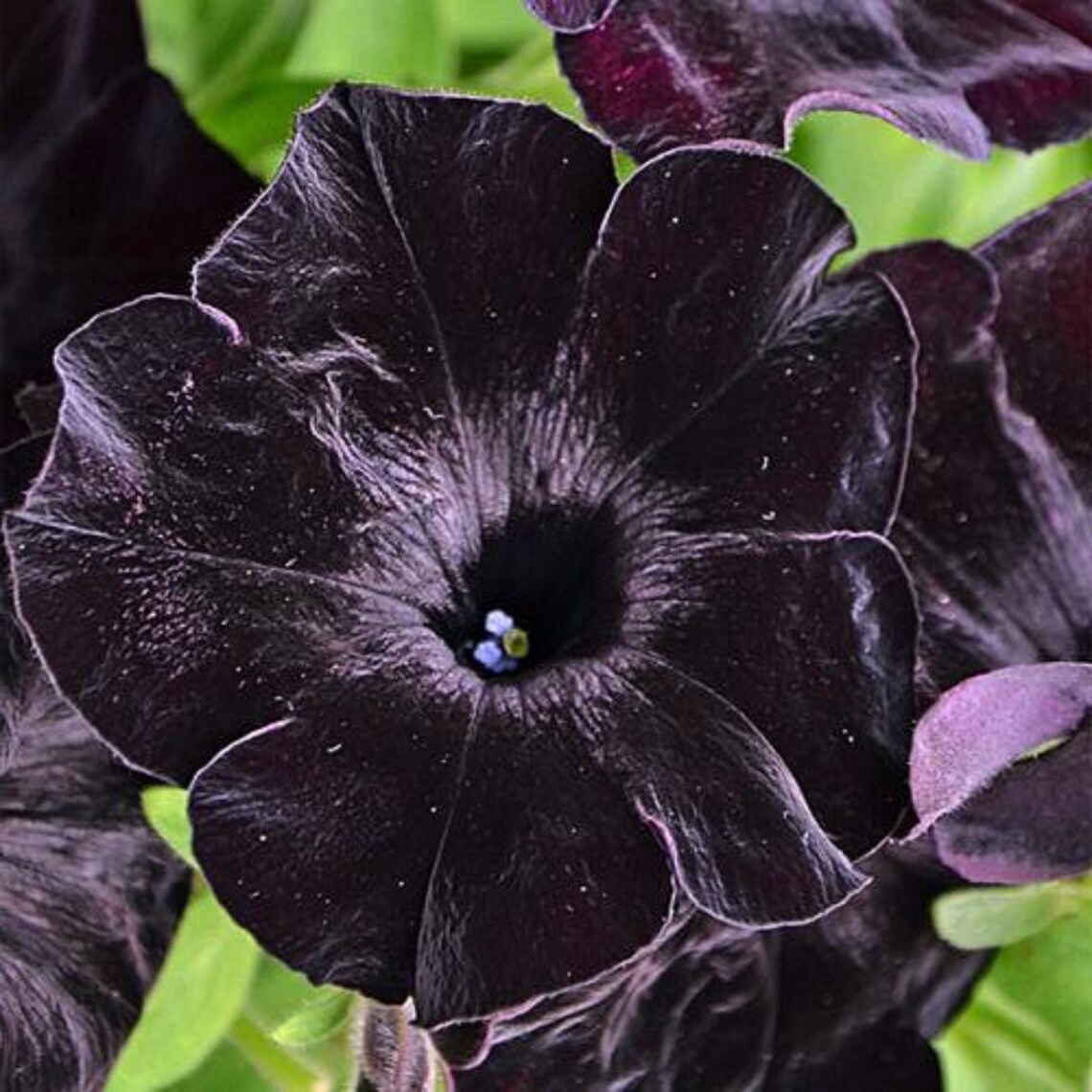 Petunia Deep Midnight 250 Pcs Seeds | Etsy