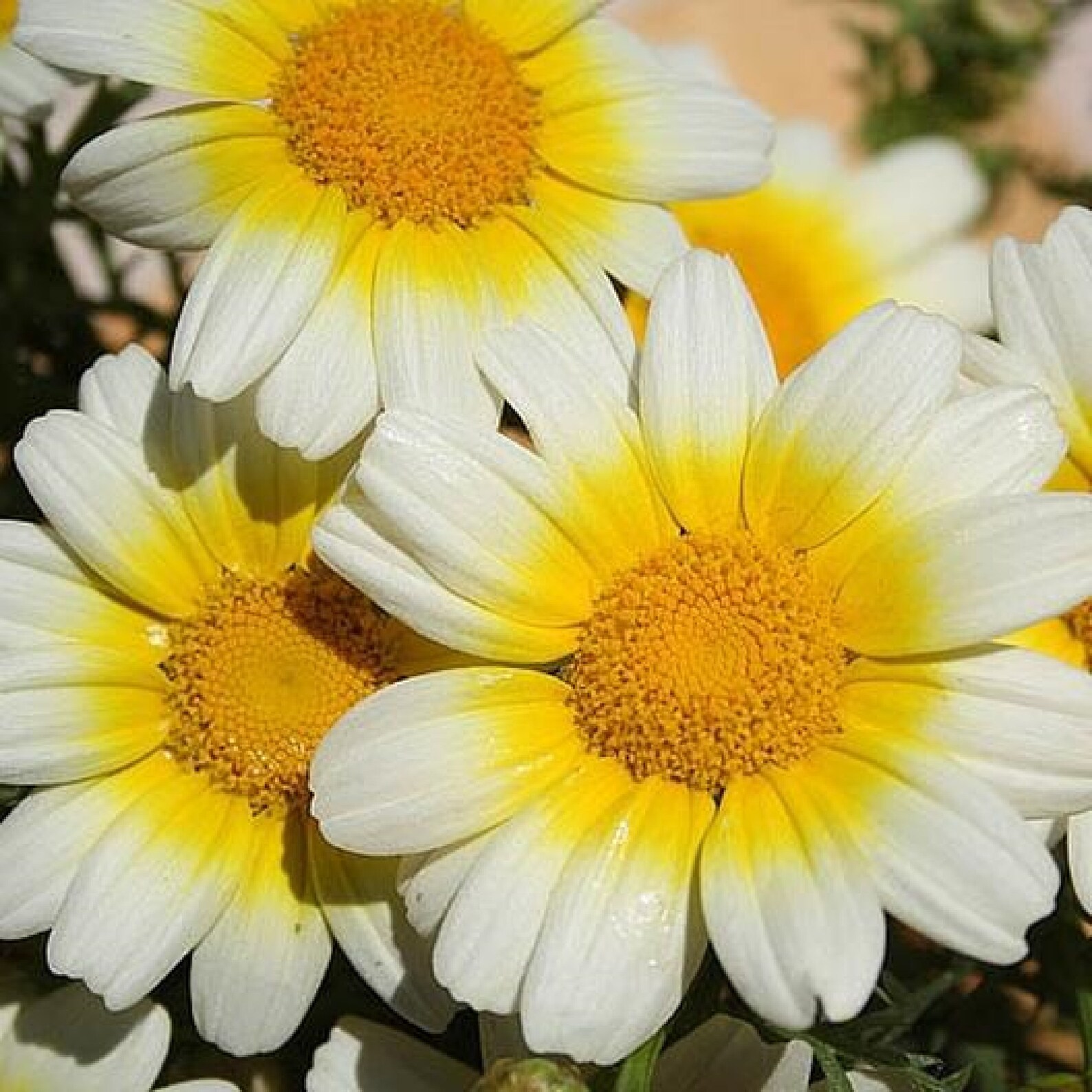 Daisy Garland Chrysanthemum 250 Pcs Seeds Etsy