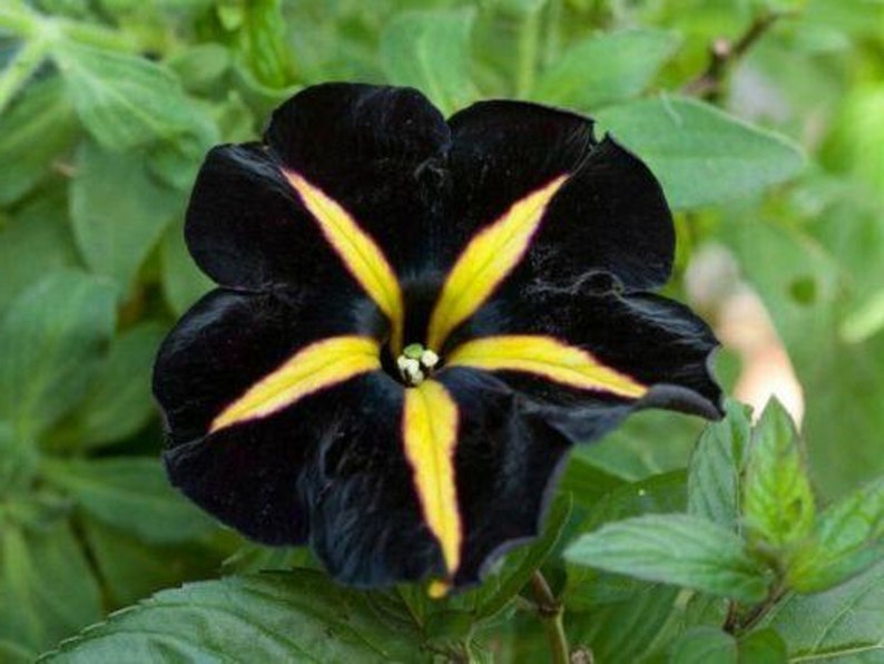 Striped Black and Yellow Petunia 100 Pcs Seeds | Etsy