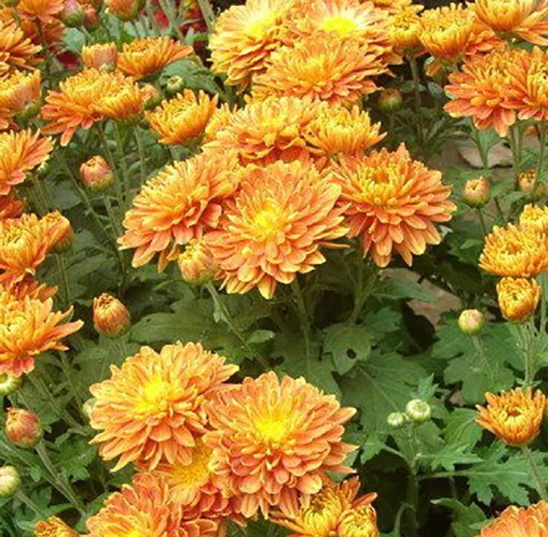 Chrysanthemum Sunset 250 Pcs Seeds Etsy