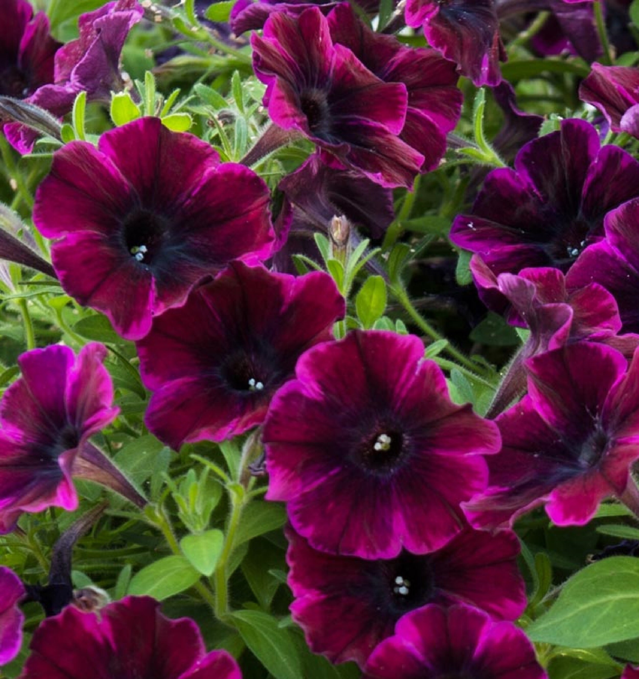 Petunia Flame 250 Pcs Seeds Etsy