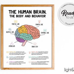 The human brain poster, Brain anatomy & psychology, Mental health poster, Therapy Office Decor, CBT, Counselor office decor