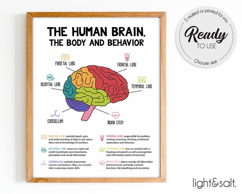 The Human Brain Poster, Brain Anatomy & Psychology, Mental Health ...