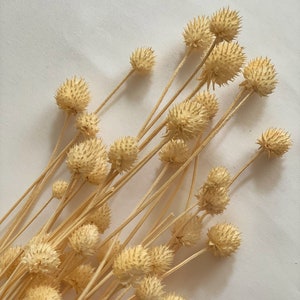 Getrocknete Japanische Karde 50gr Natur