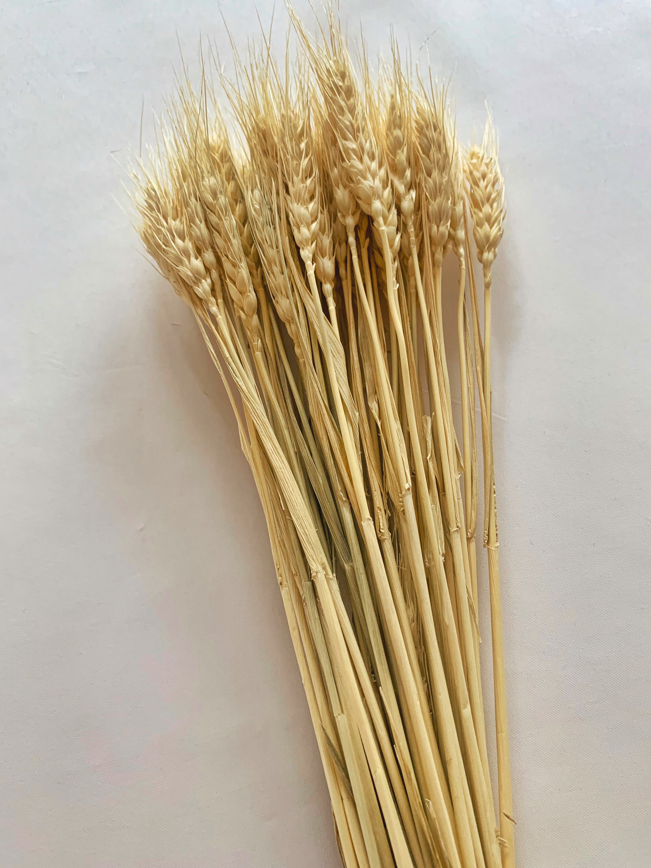 Dried Wheat Natural 50 Pieces Etsy UK