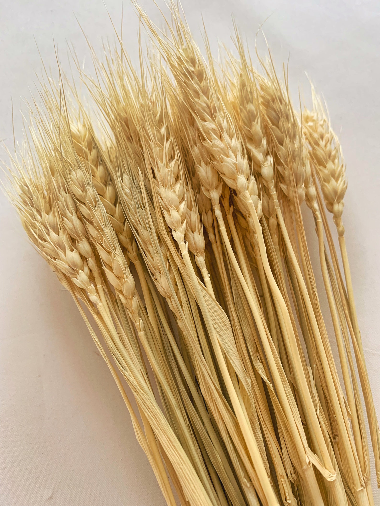 Dried Wheat Natural 50 Pieces Etsy UK