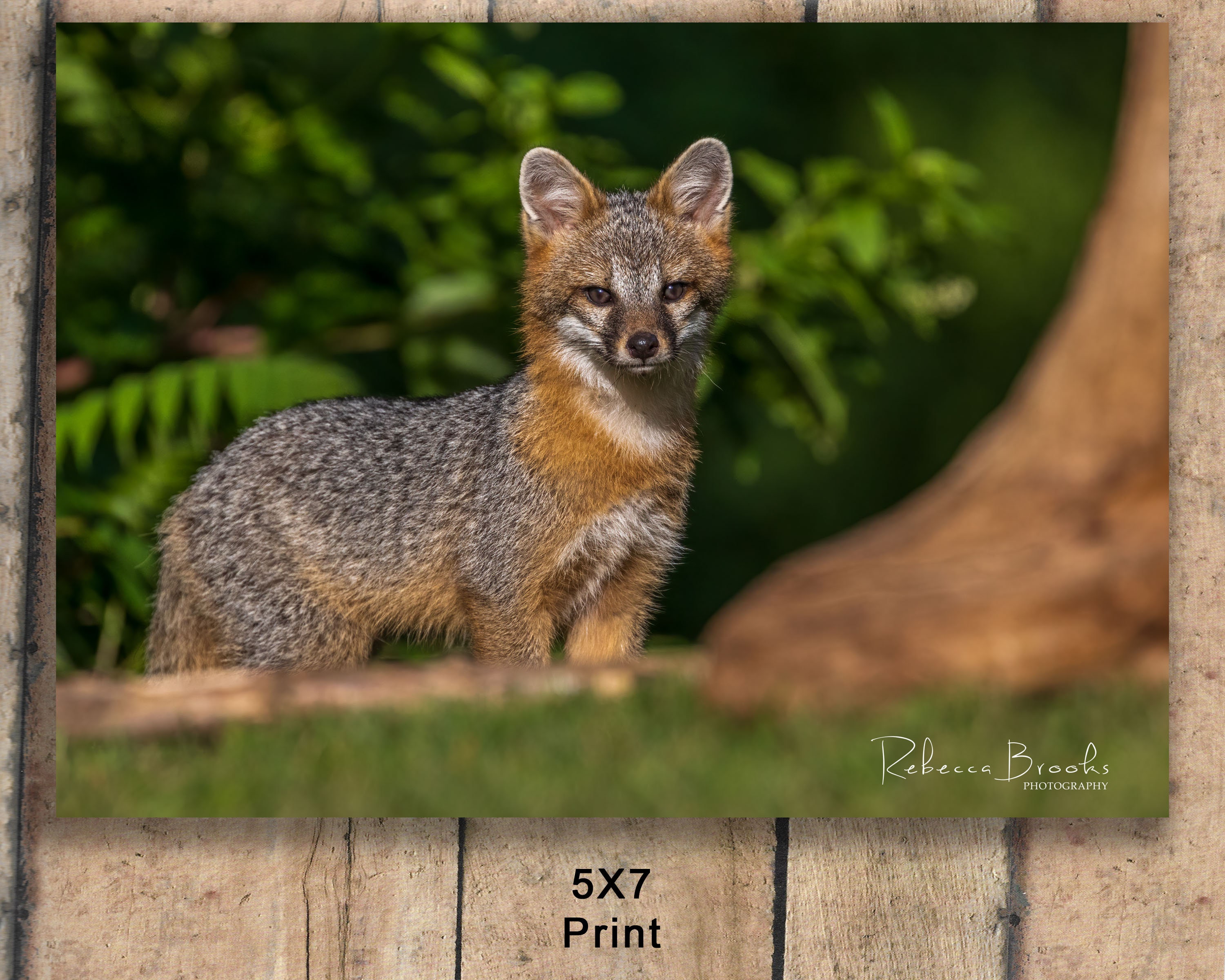 Grey Fox Kit Exploring, Grey Fox Kit Photography, Fox Lover