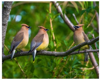 Three Cedar Waxwing birds on a branch. bird photography, wild bird photo, ornithology print