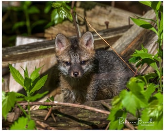 Grey Fox Kit sitting in a collapsed barn, grey fox kit photography, fox lover gift, Grey fox lover