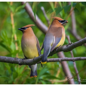 May include: Two cedar waxwings perched on a branch, one with a yellow tip on its tail, the other with a brown head and a yellow breast.