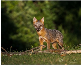 Grey Fox Kit Exploring, grey fox kit photography, fox lover gift, Grey fox lover