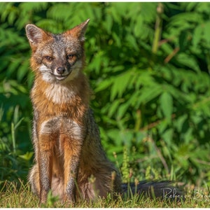 Adult Male Grey Fox Photo Print, Grey fox photography, fox lover gift, Grey fox lover, grey fox gift