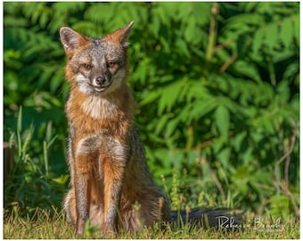 Adult Male Grey Fox Photo Print, Grey fox photography, fox lover gift, Grey fox lover, grey fox gift