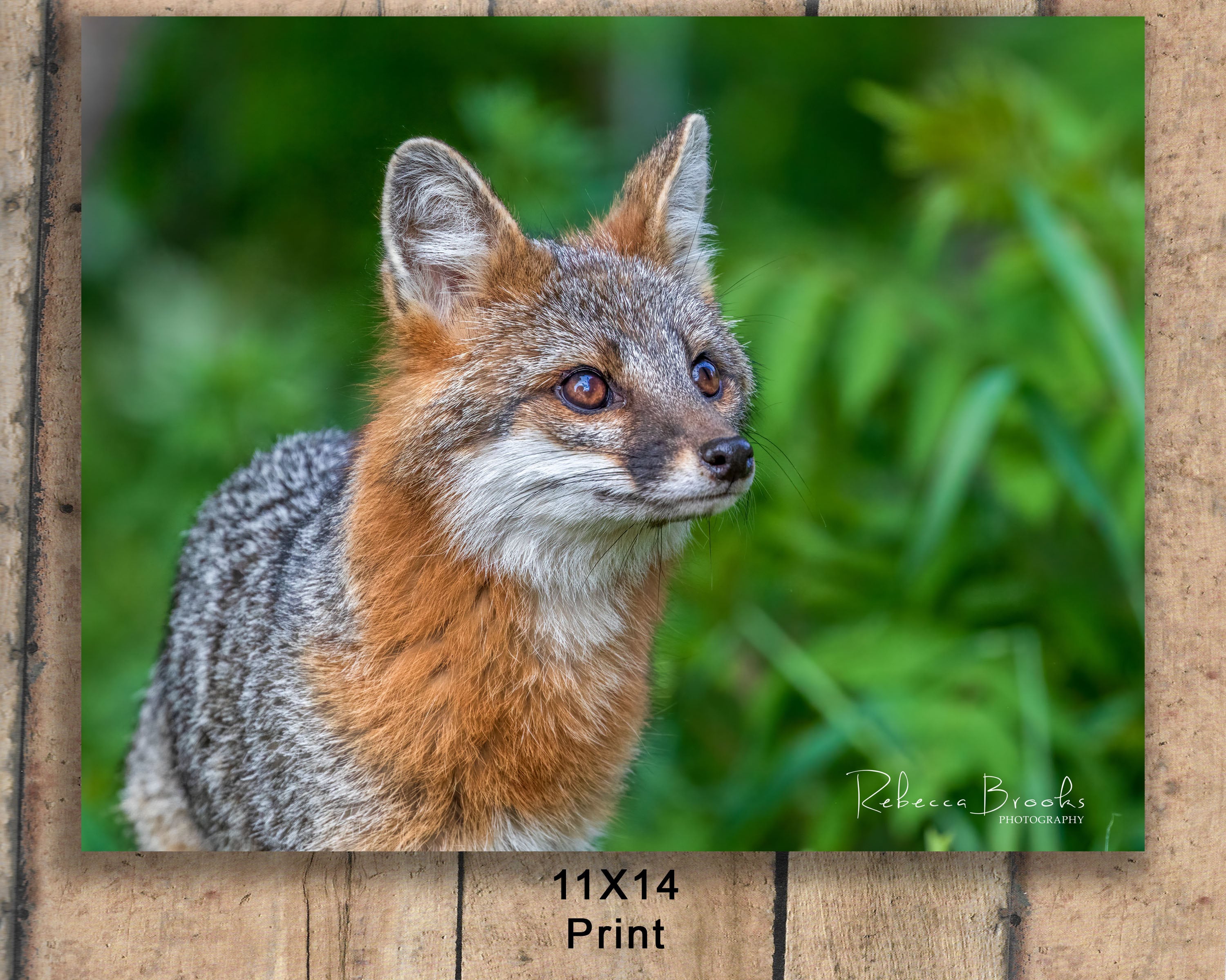 Adult Female Grey Fox Phot Print, Grey Fox Photography, Fox Lover 