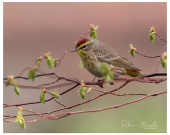 Palm Warbler Bird Photo Print, Ornithology bird lover, Bird gift, kinglet photography