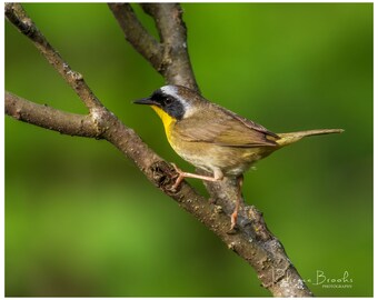 Male Common Yellow Throat bird photo Print, male common yellow throat photography, Ornithology bird lover, Bird gift
