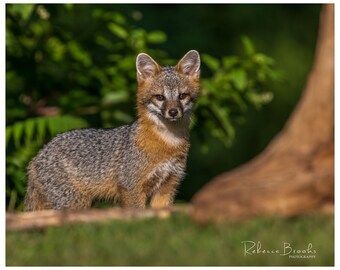 Grey Fox Kit Exploring, grey fox kit photography, fox lover gift, Grey fox lover