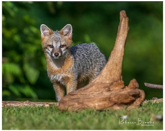 Grey Fox Kit Exploring, grey fox kit photography, fox lover gift, Grey fox lover