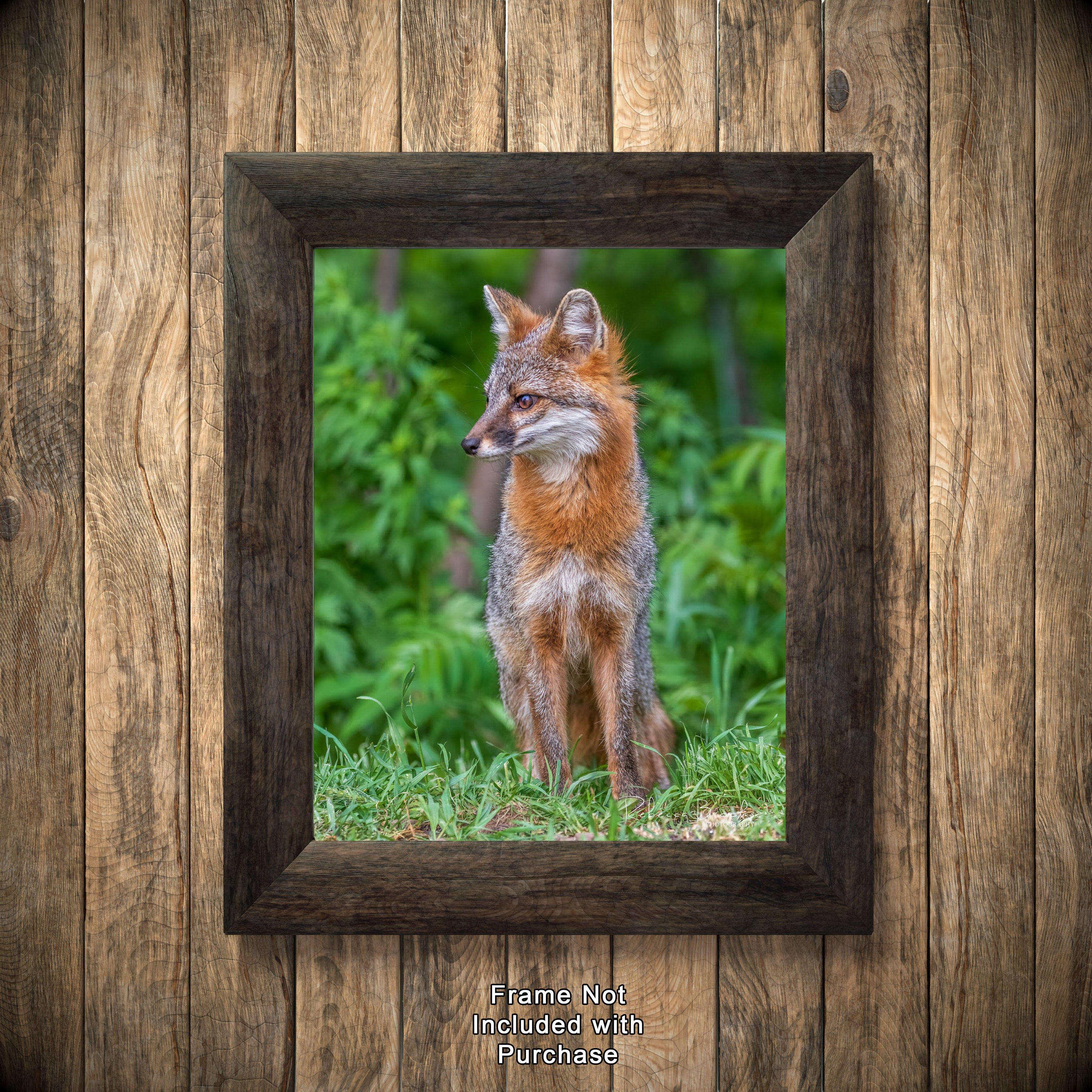 Adult Female Grey Fox Photo Print, Grey Fox Photography, Fox Lover