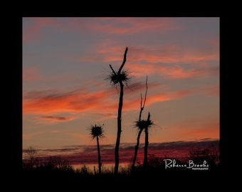 Great Blue Heron nests Silhouettes photo. bird photography, bird nests photo, ornithology print, silhouette photography, bird lover gift