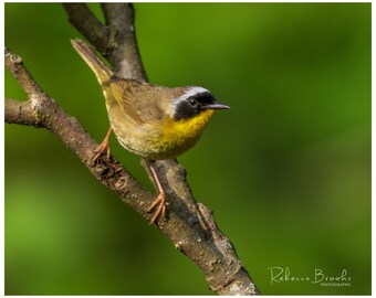 Male Common Yellow Throat bird photo Print, male common yellow throat photography, Ornithology bird lover, Bird gift