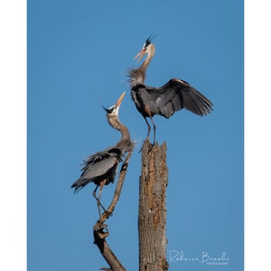 Great Blue Heron evicting another GBH from a potential nest location. bird photography, wild bird photo, ornithology print