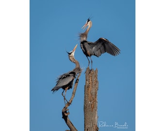 Great Blue Heron evicting another GBH from a potential nest location. bird photography, wild bird photo, ornithology print