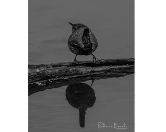 Winter Wren water reflection Black and White print, Ornithology bird lover, Bird gift, wren photo gift,