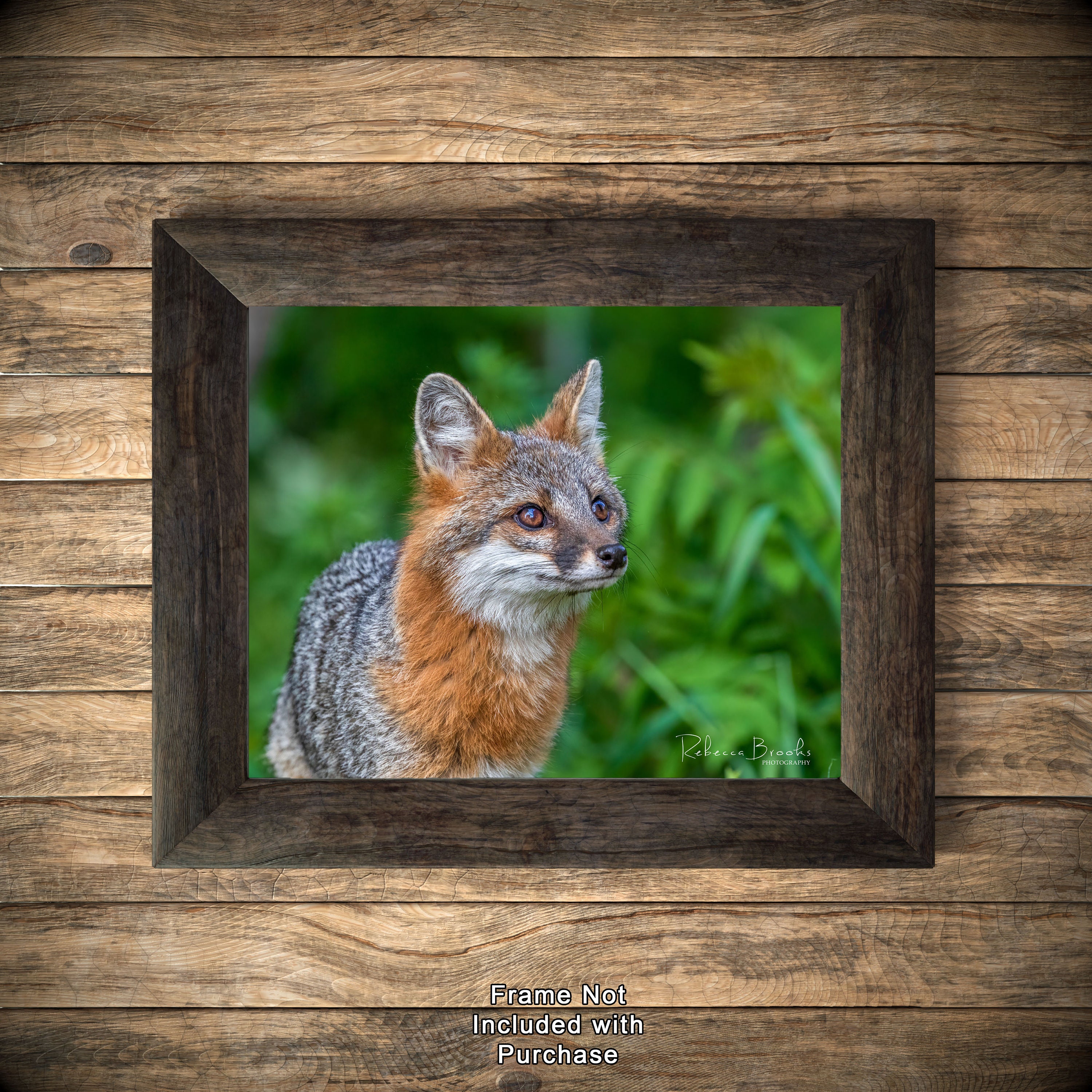 Adult Female Grey Fox Phot Print, Grey Fox Photography, Fox Lover