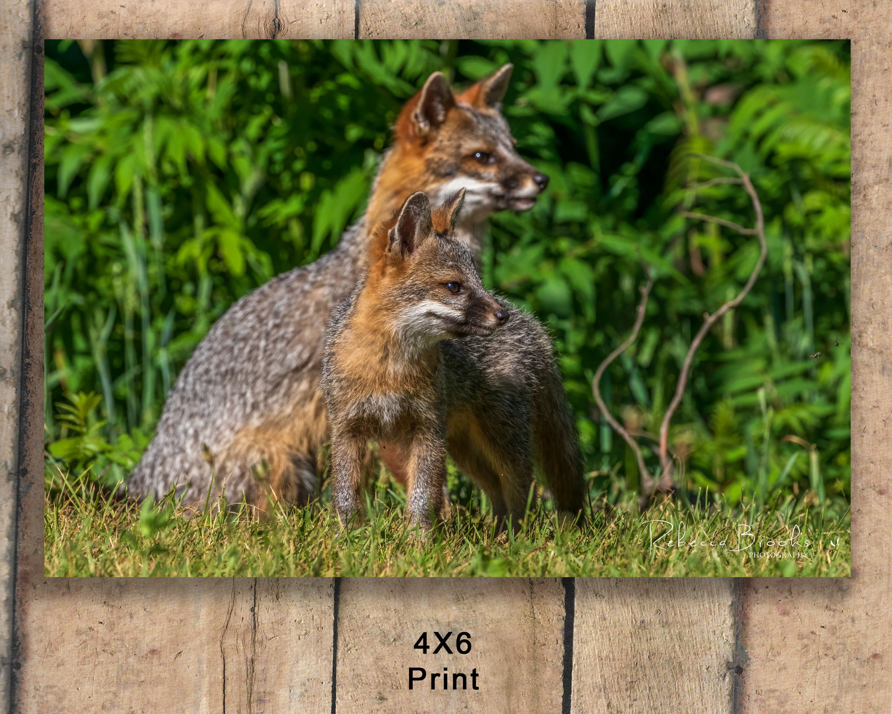 Adult Male Grey Fox and Son , Grey Fox Kit Photography, Fox Lover