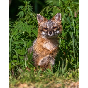Adult Male Grey Fox Photo Print, Grey fox photography, fox lover gift, Grey fox lover
