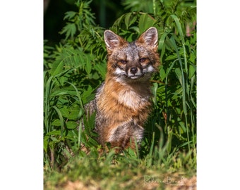 Adult Male Grey Fox Photo Print, Grey fox photography, fox lover gift, Grey fox lover