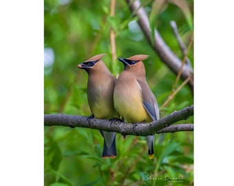 Two Cedar Waxwing birds passing berry in mating ritual. bird photography, wild bird photo, ornithology print