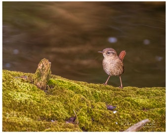 Winter Wren on a log Bird Photo Print, Ornithology bird lover, Bird gift, Winter Wren photography