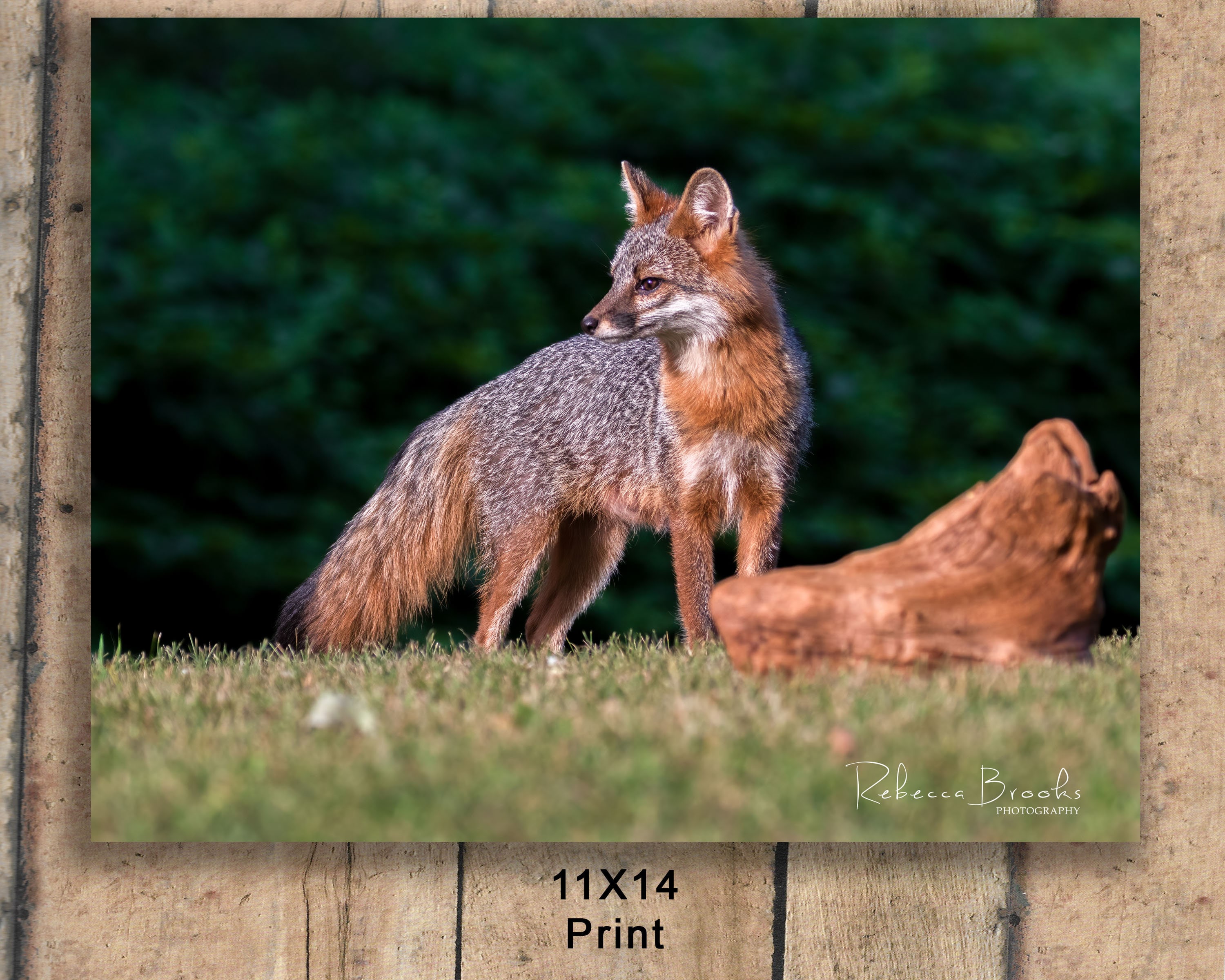 Adult Female Grey Fox Phot Print, Grey Fox Photography, Fox Lover