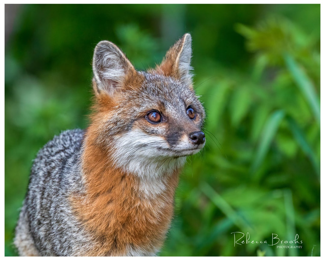 Adult Female Grey Fox Phot Print, Grey Fox Photography, Fox Lover