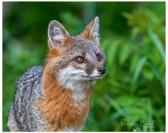 Adult Female Grey Fox Phot Print, Grey fox photography, fox lover gift, Grey fox lover