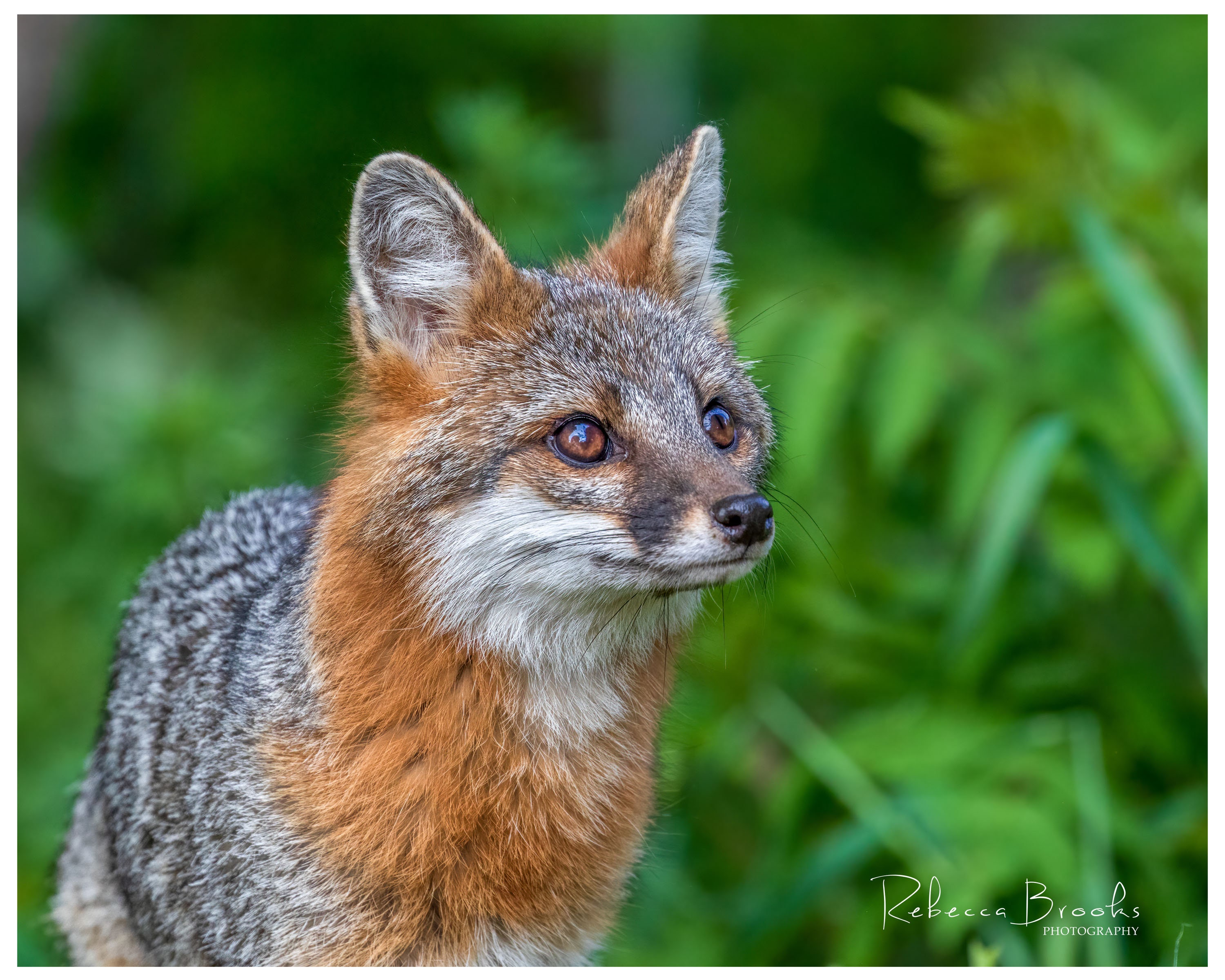 red fox grey fox アルバム Adult Female Grey Fox Phot Print, Grey Fox Photography, Fox Lover
