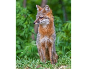 Adult Female Grey Fox Photo Print, Grey fox photography, fox lover gift, Grey fox lover