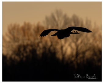 Great Blue Heron In Flight Silhouette photo. bird photography, wild bird photo, ornithology print, silhouette photography, GBHE