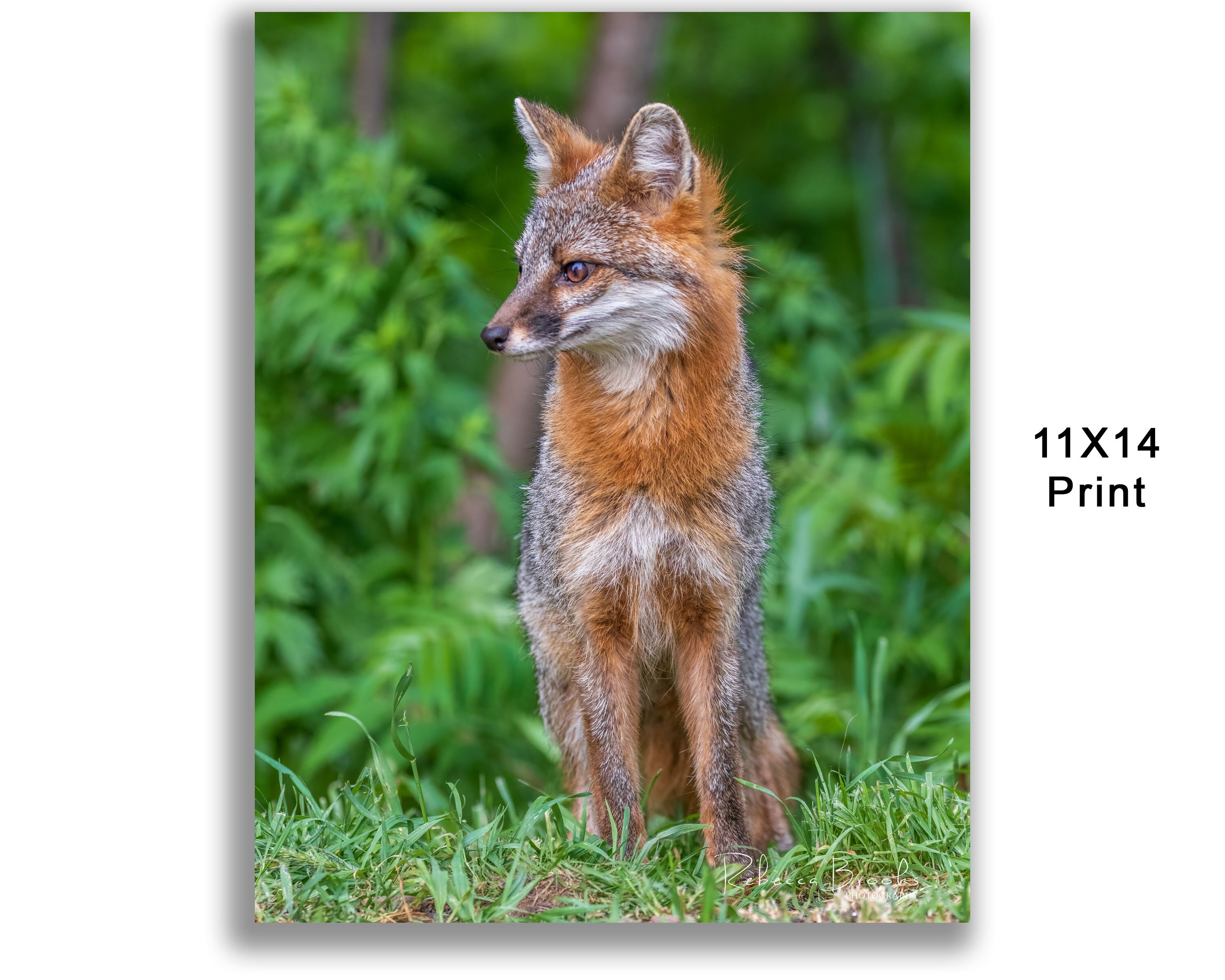 Adult Female Grey Fox Photo Print, Grey Fox Photography, Fox Lover