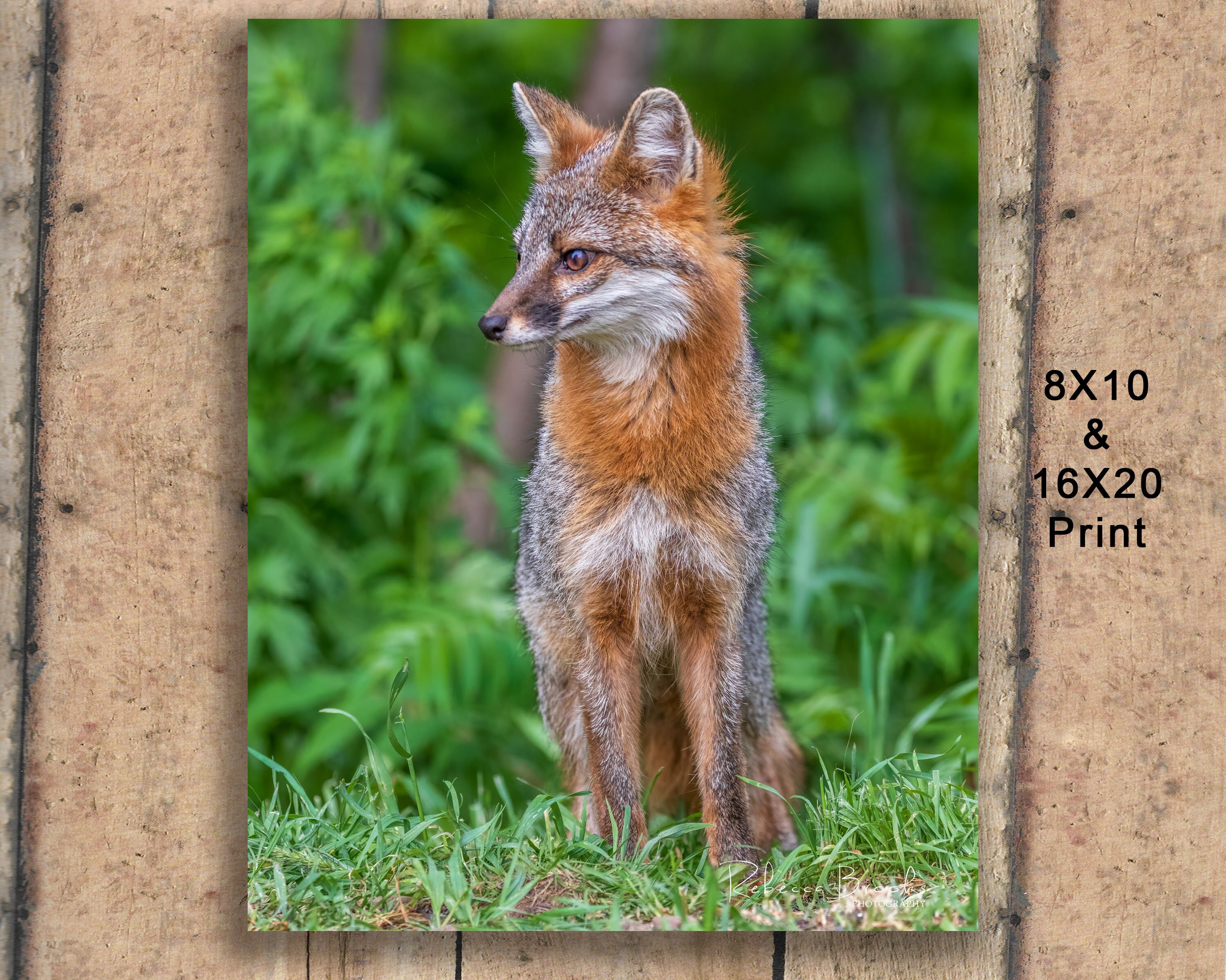 red fox grey fox アルバム Adult Female Grey Fox Photo Print, Grey Fox Photography, Fox Lover