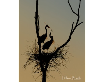 Great Blue Heron Love Silhouette photo. bird photography, wild bird photo, ornithology print, silhouette photography