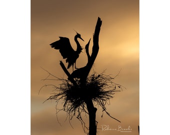 Great Blue Heron Silhouettes photo. bird photography, wild bird photo, ornithology print, silhouette photography, bird gift