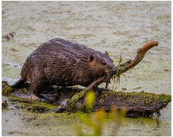 Busy North American Beaver with stick print, Beaver photography, Beaver photo print, Beaver building dam photo