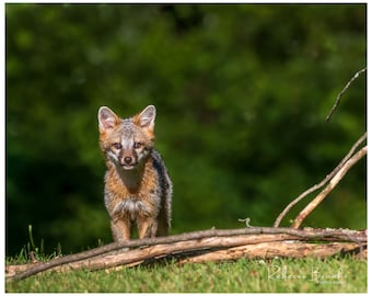 Grey Fox Kit Exploring, grey fox kit photography, fox lover gift, Grey fox lover